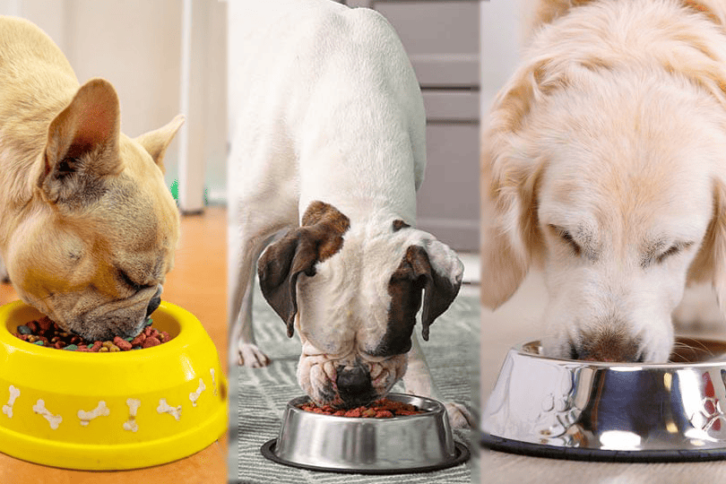 3 Dogs Eating