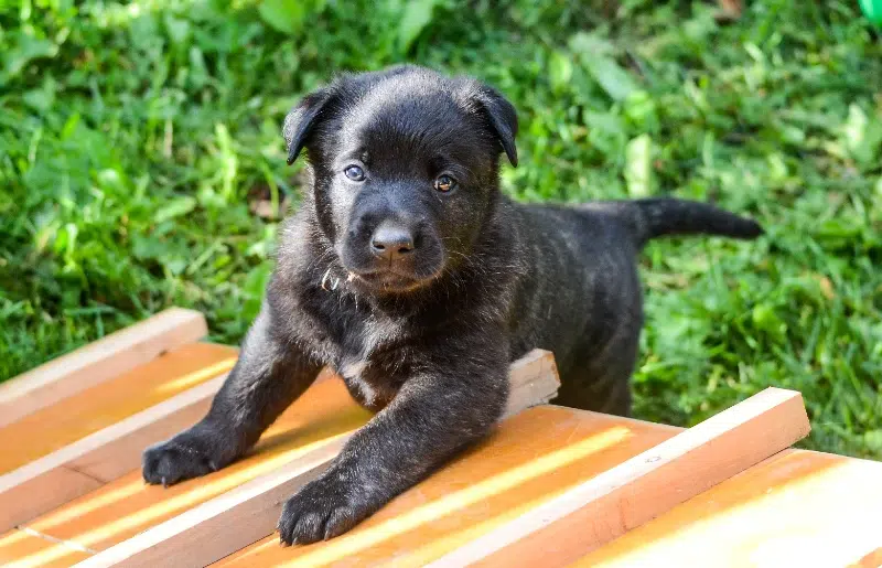 4 week old dutch shepherd puppy dog