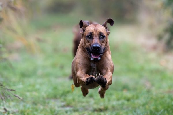 running rhodesian ridgeback