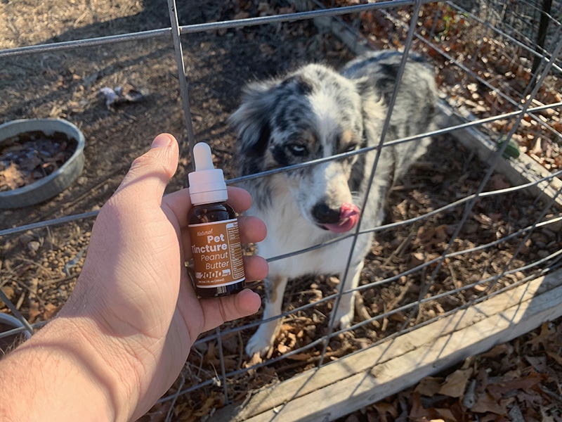 4cornerscannabis peanut butter pet tincture