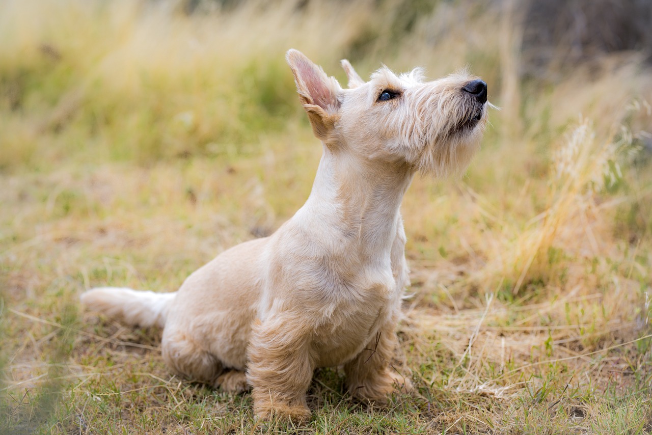 scottish terrier