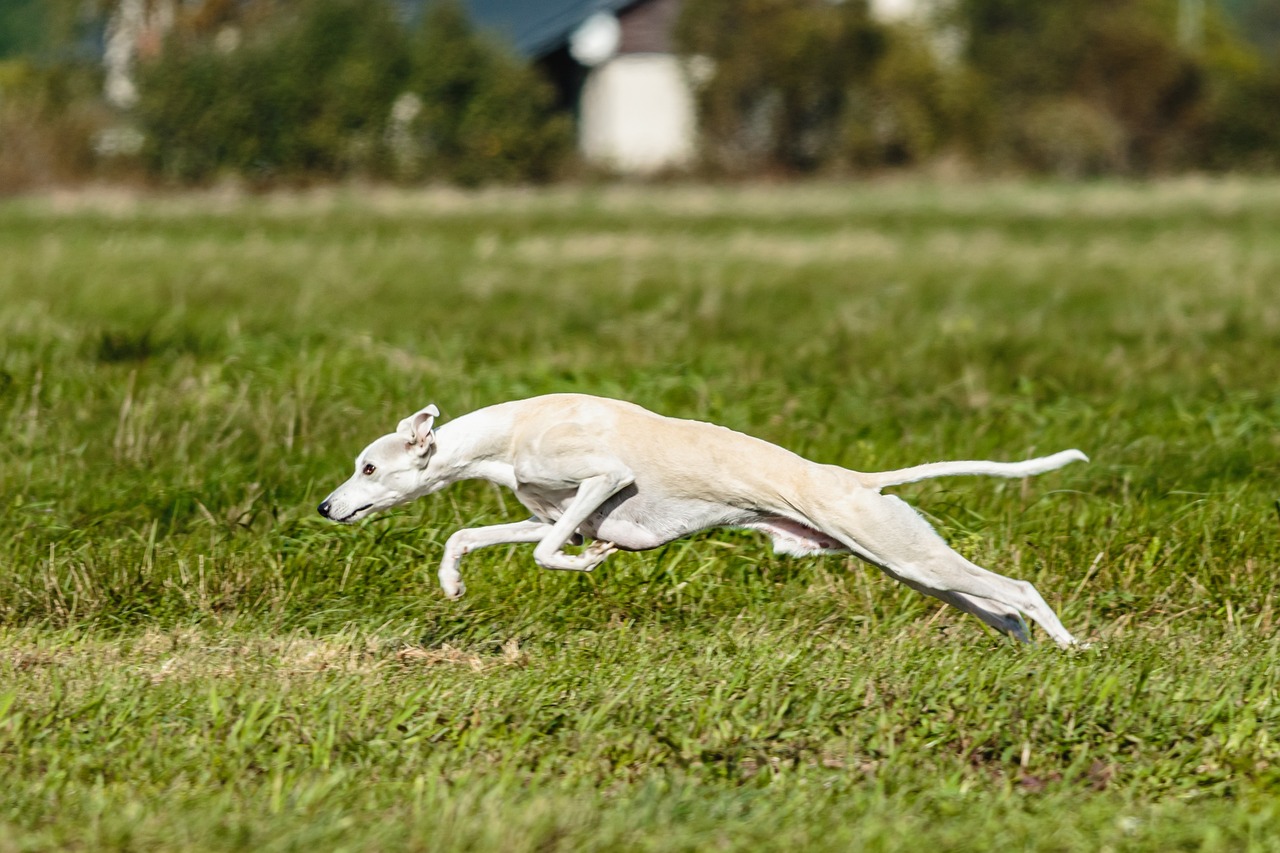 Whippet running