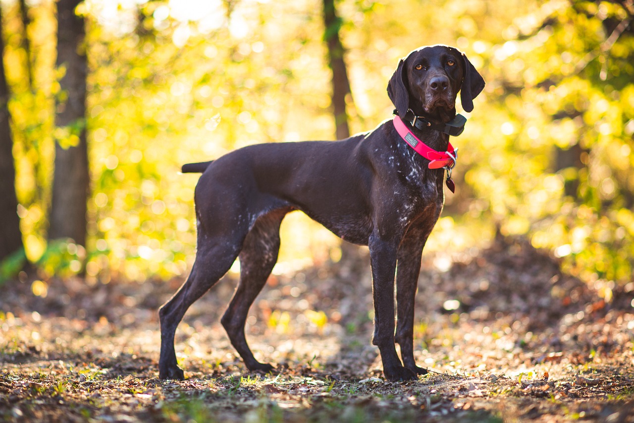 Pointer Dog