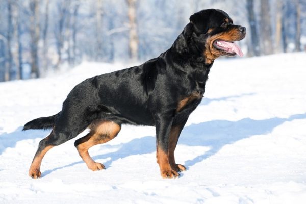 9-month-old-rottweiler