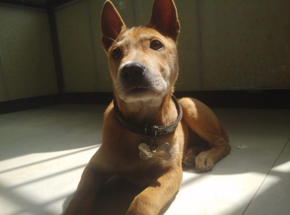 A Chinese native dog