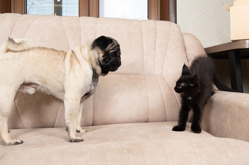 A Maine coon kitten hisses at the pug. Cat-dog interaction, cats and dogs friendship