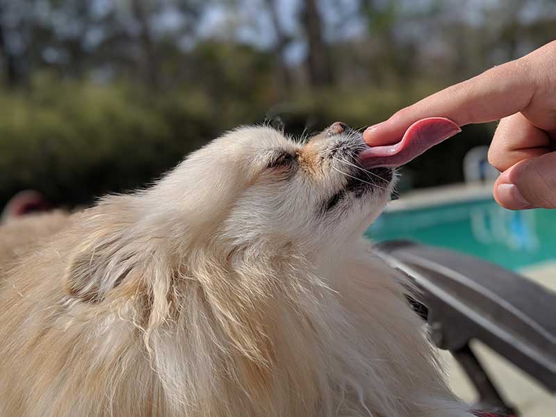 A Pomeranian licking the finger of her owner.
