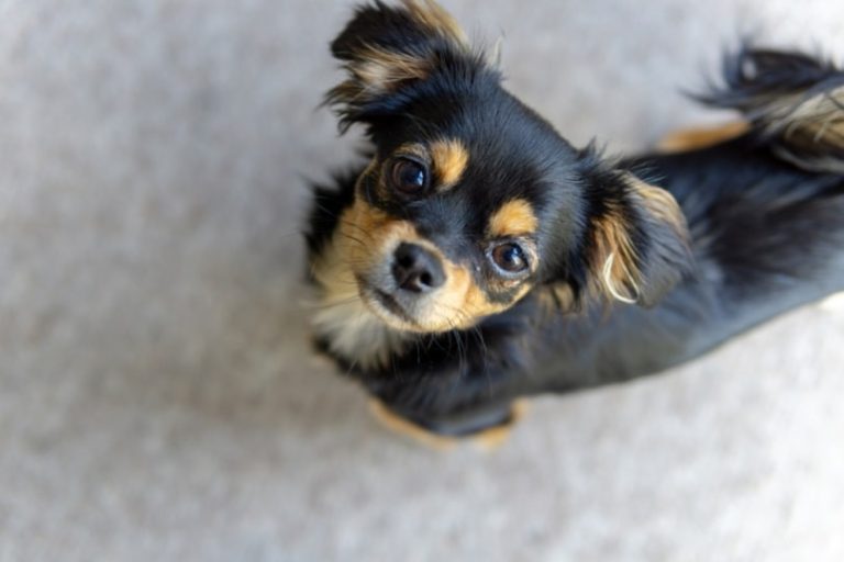 Chilier (Cavalier King Charles Spaniel & Chihuahua Mix): Info, Pictures
