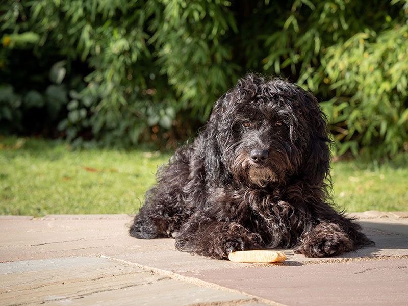 A black cockapoo puppy lying down in a garden on a sunny morning with a chew between it's paws