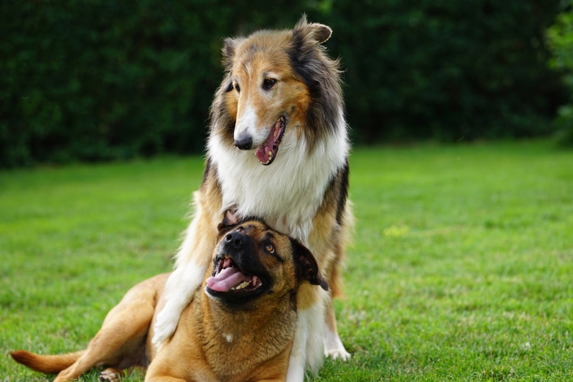 A border collie and a boxer playing in the grass