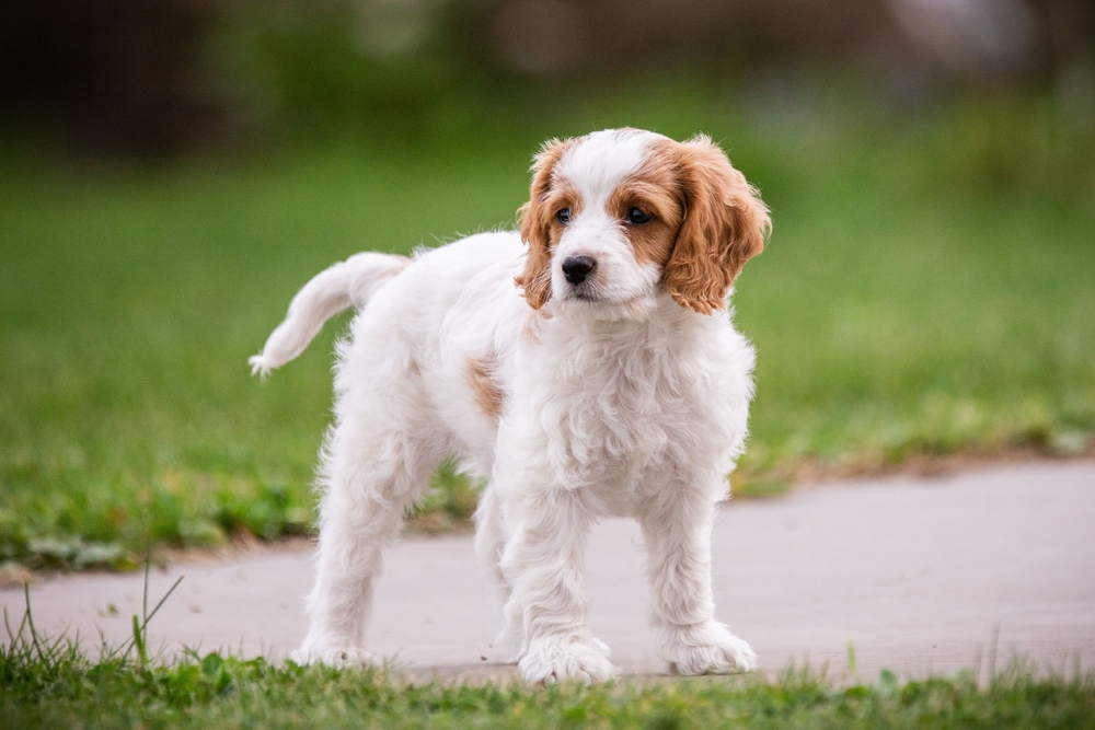 A cute Cavachon dog standing in the park