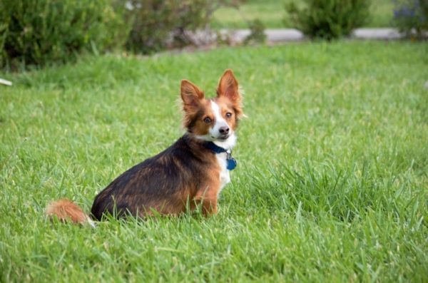 A cute Papastzu sitting in grass