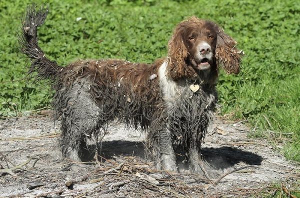 A cute but very naughty dirty English Springer Spaniel dog