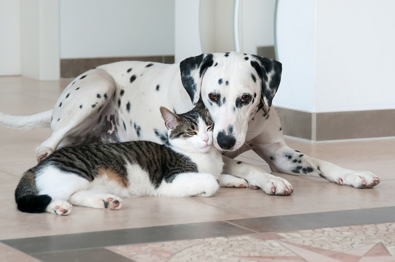 Tabby cat and Dalmatian