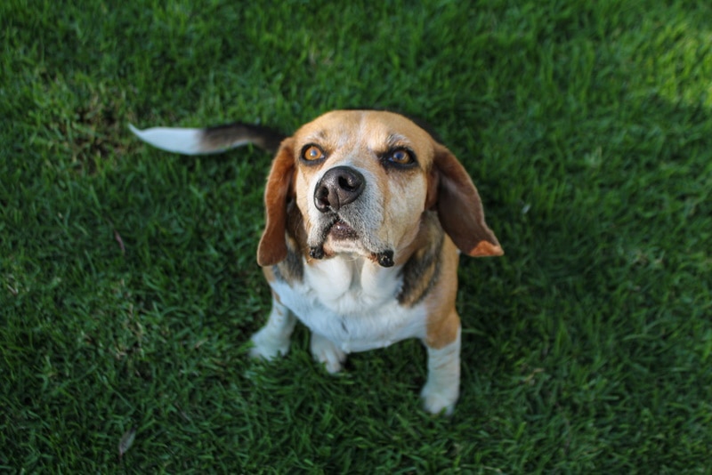 A dog with a cleft lip looking up the camera