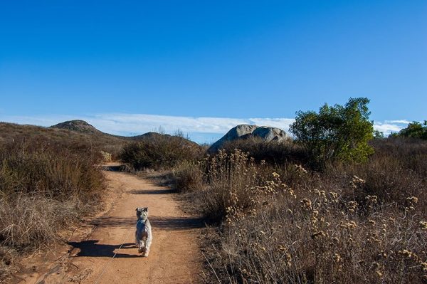 A grey dog being walked down a dirt path on leash in California