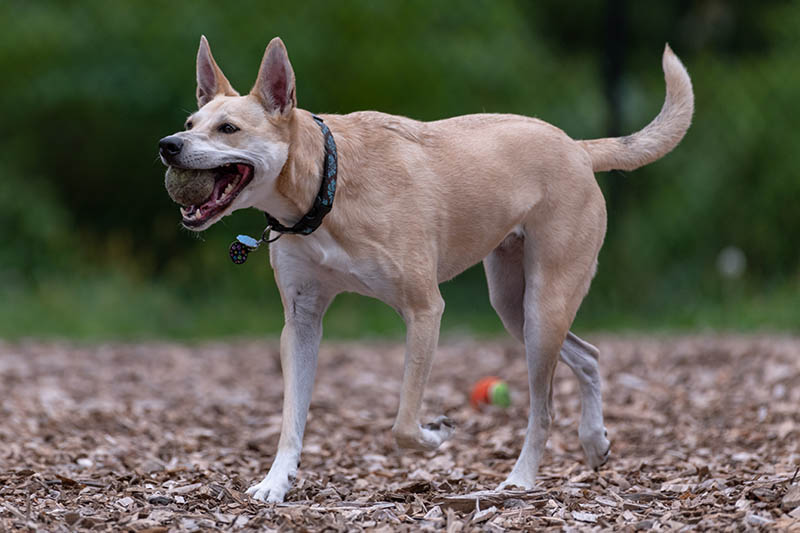 A happy Carolina Dog