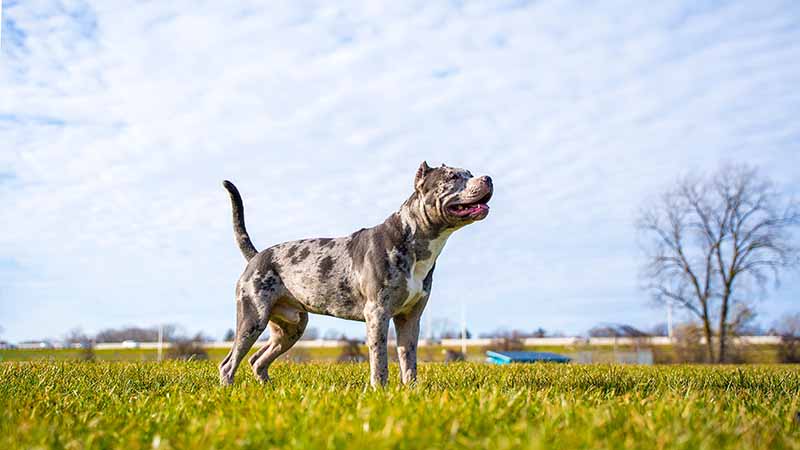 A merle pitbull playing fetch