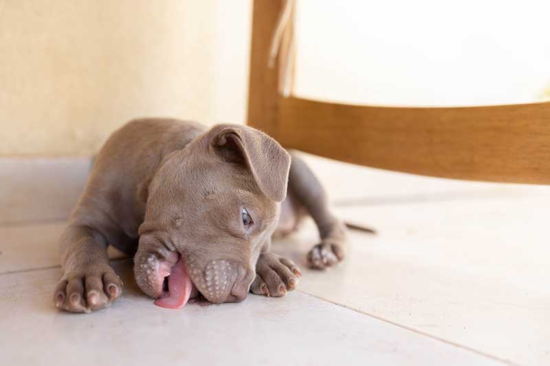 A puppy dog ​​licks the floor
