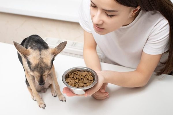 A small dog refuses to eat dog food
