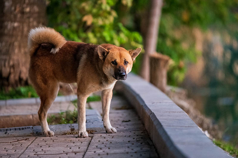 A stray dog peeing on the pavement beside a lake in Hanoi, Vietnam