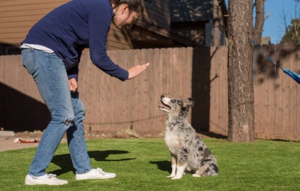 A-young-woman-teaching-australian-shepherd-puppy-to-stay-Suzanna-Bunch-Shutterstock-e1668004225573