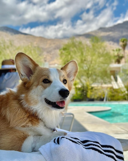 Ace Hotel & Swim Club