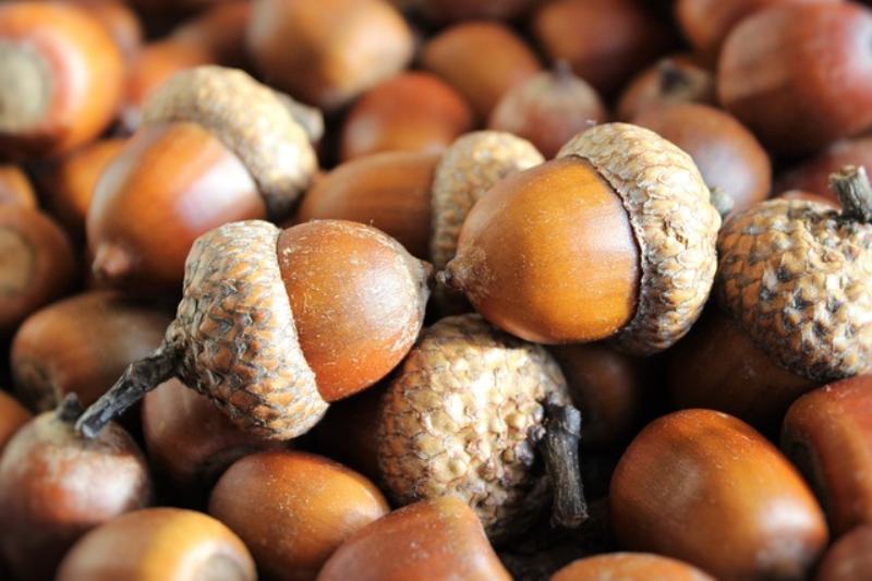 Acorns fruit