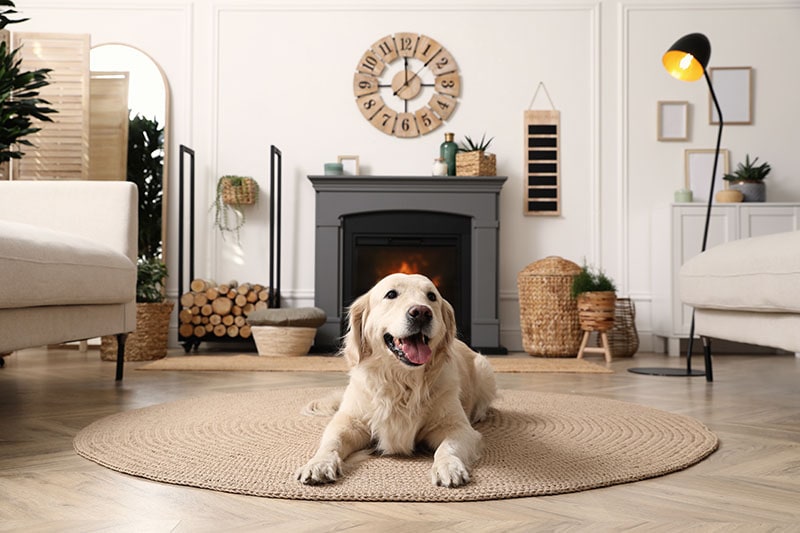 Adorable Golden Retriever dog on floor near electric fireplace indoors