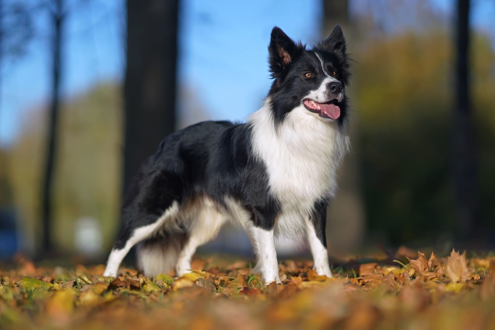 Adorable black and white Border Collie dog posing outdoors standing on fallen maple leaves in autumn