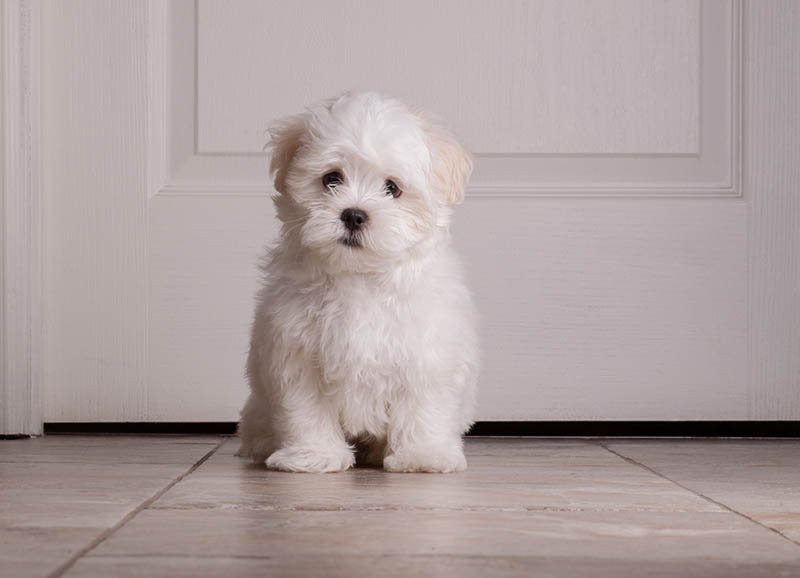 Adorable two months white Shih tzu puppy dog