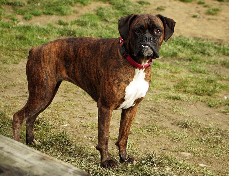 Adult Brindle Boxer