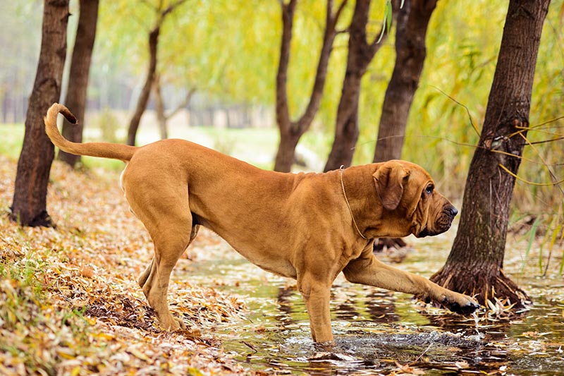 Adult Fila Brasileiro