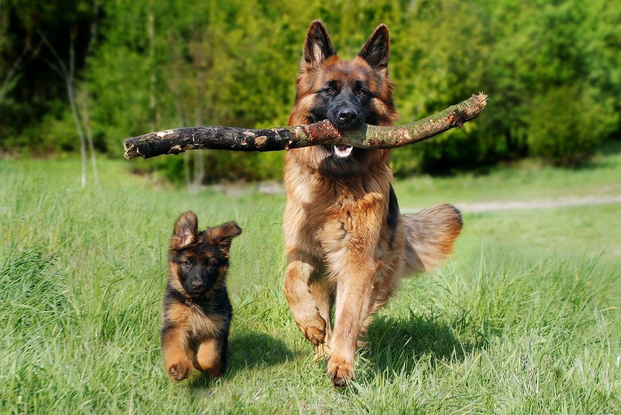 Adult and Puppy German Shepherd