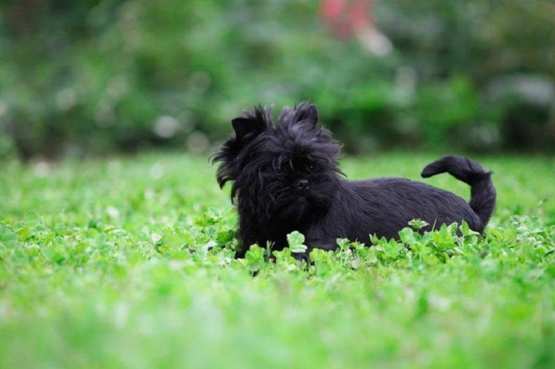 Affenpinscher_Shutterstock_Didkovska Ilona