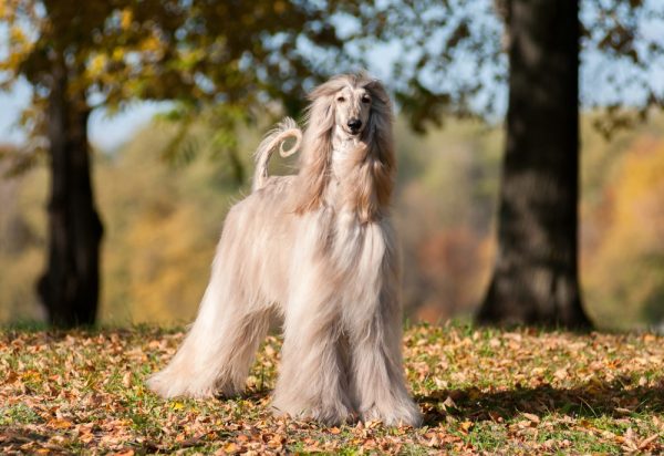 Afghan Hound dog standing outdoor