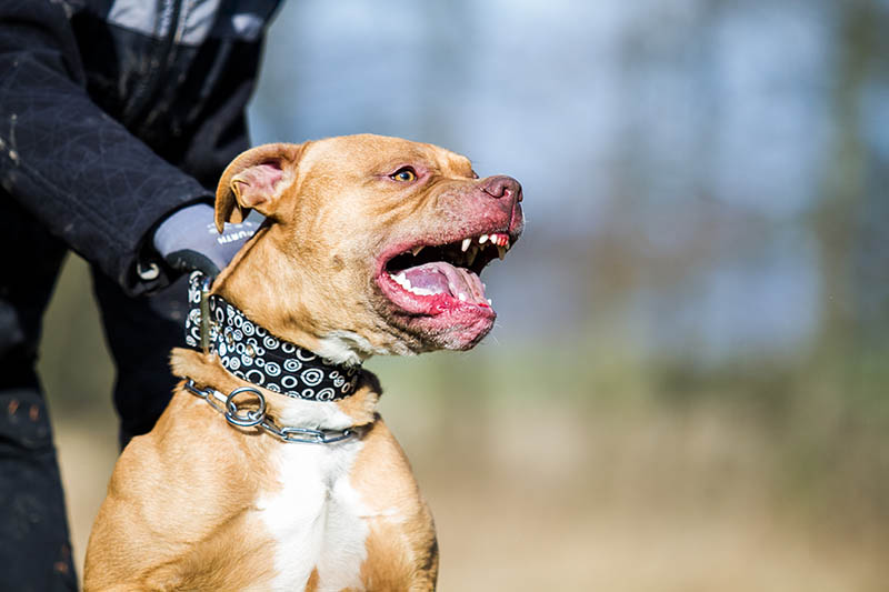 Agressive pitbull terrier