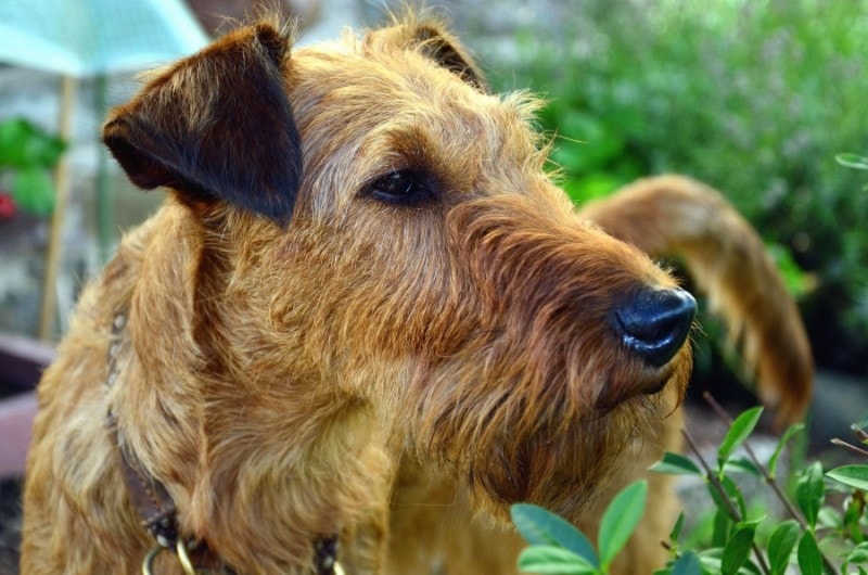 Airedale Terrier closeup