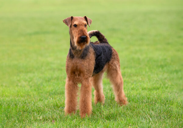 Airedale Terrier dog standing on grass