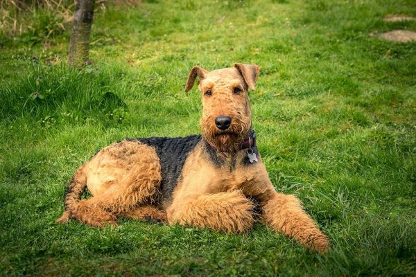 Airedale Terrier on grass