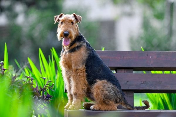 Airedale-Terrier