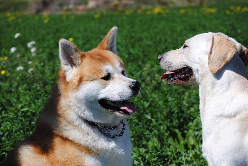 Akita Inu and Labrador in grassy field