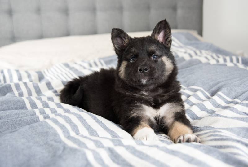 Akita Shepherd Mix Black Fluffy Puppy