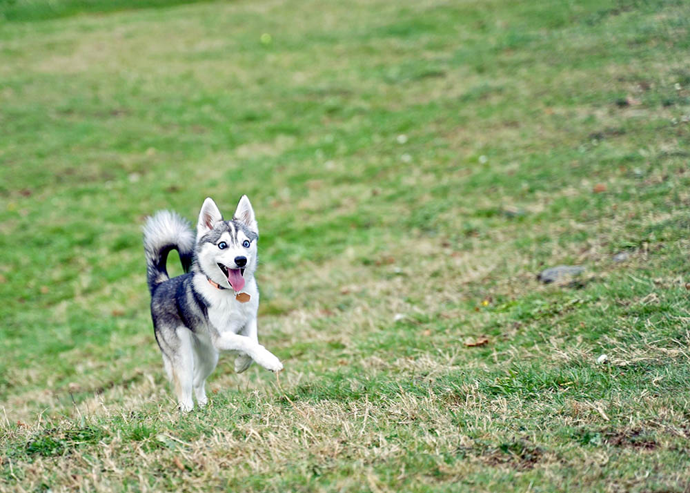 Alaskan Klee Kai running on green grass