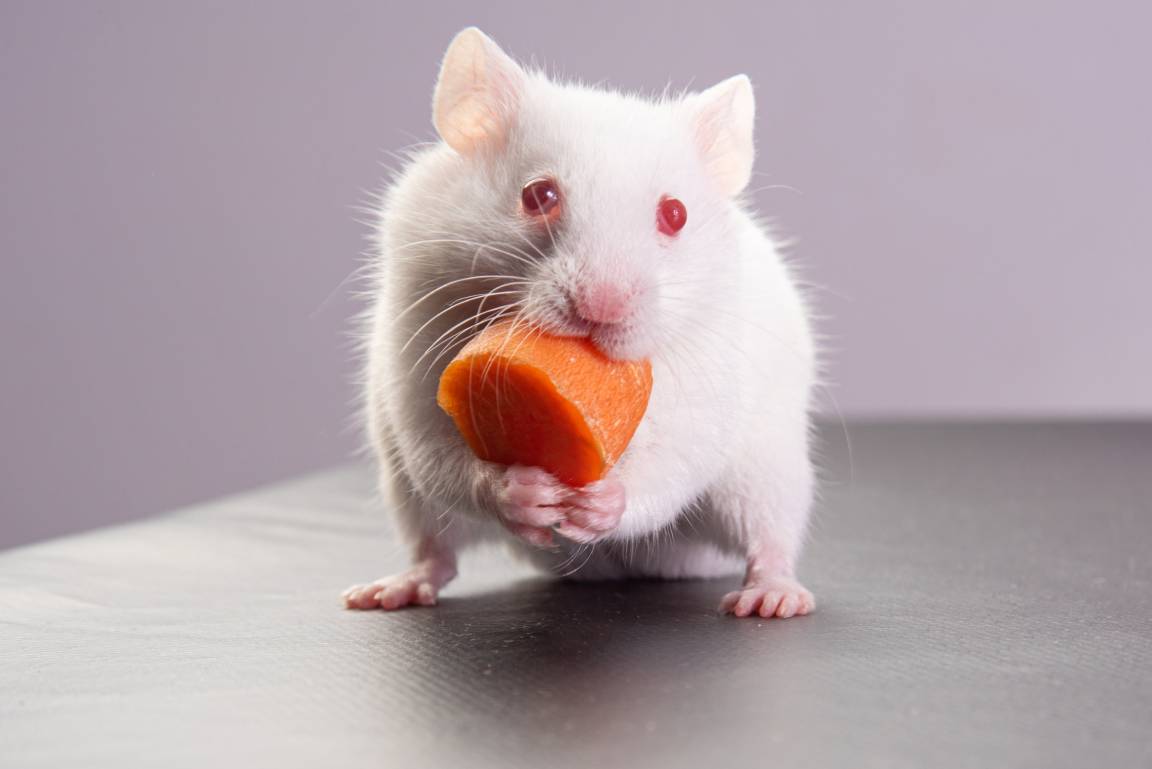Albino Hamster eating carrot_Milton Buzon_Shutterstock