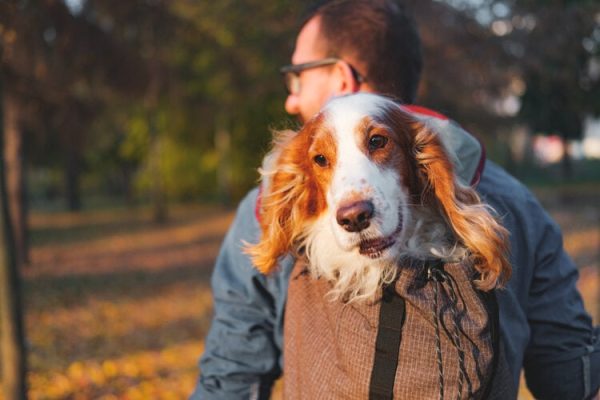 Joyful,Cocker,Spaniel,Sits,In,A,Backpack.,Concept,Of,Hiking_Aleksey Boyko_ Shutterstock