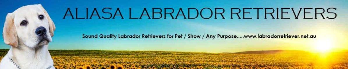 Aliasa Labradors