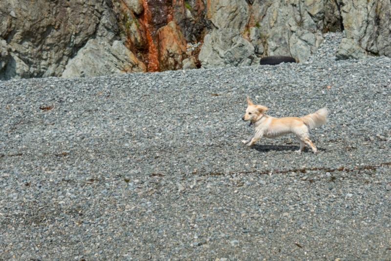 Alopekis puppy running outside