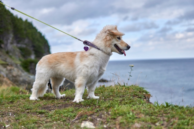 Alopekis puppy taking a walk