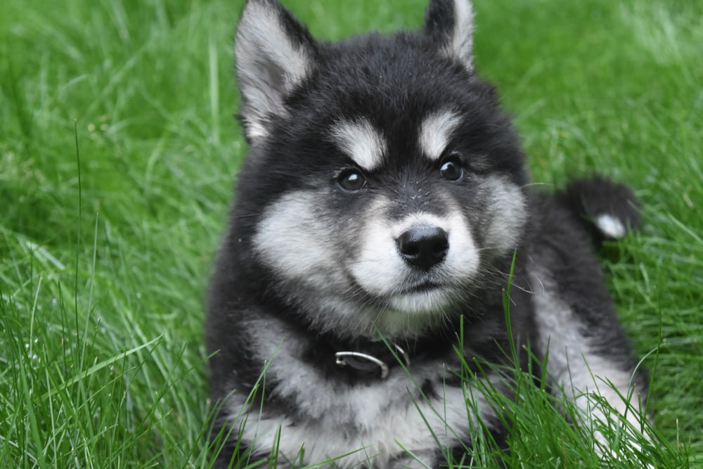 Alusky puppy mix of Husky and Alaskan Malamute